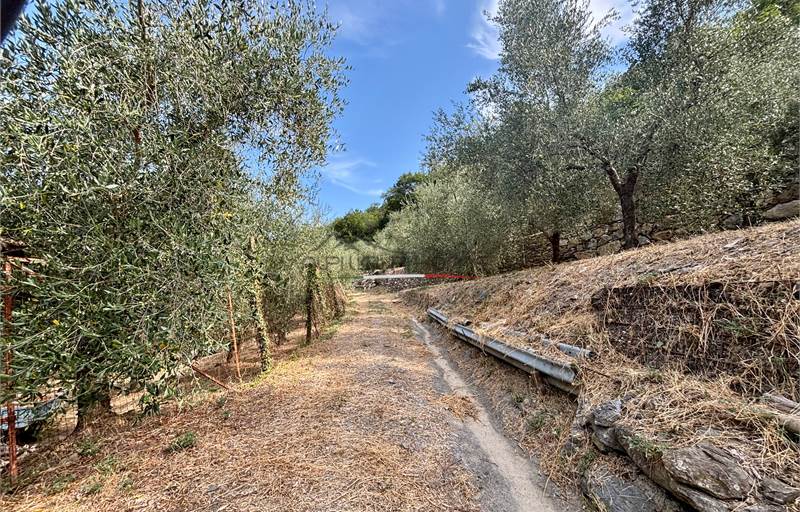 Aquila d'Arroscia (IM) – Productive Olive Grove with Over 450 Trees